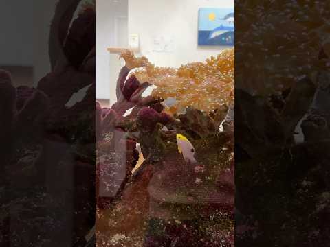 Fish Corals | #acquarium #usa #usatravel  #usavlogs #newyork #nature #naturelovers