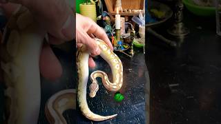 The variety is crazy! #molinarosnakelab #royalpython #shippingsnakes #ballpython #snakes #sawa #pets
