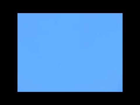 AGUILUCHO COMÚN VIÑA DEL MAR