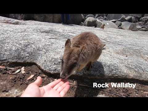 SIT Australia 1min Highlights: Life Forms of Australia