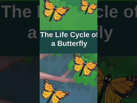 Life cycle of a🦋🦋 butterfly. Easy explanation of stage involved in life cycle of a butterfly.#shorts