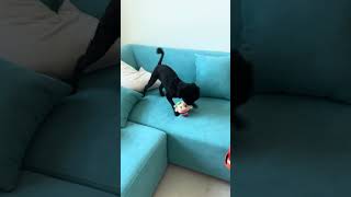 Oulig #poodle #cute #dog #doglife #dogs #dubai