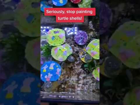 Don't buy painted turtles #shorts