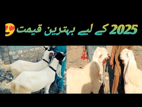 New update 06 April 2025 || lalukhait Sunday market karachi pakista