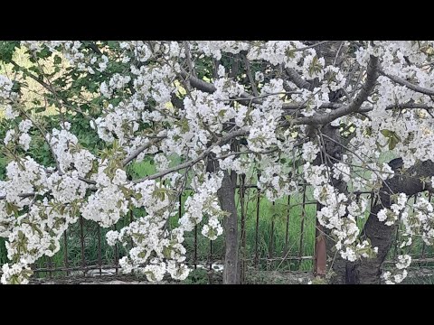 Hand Sewing | Slow and Cozy Spring Days #vlog