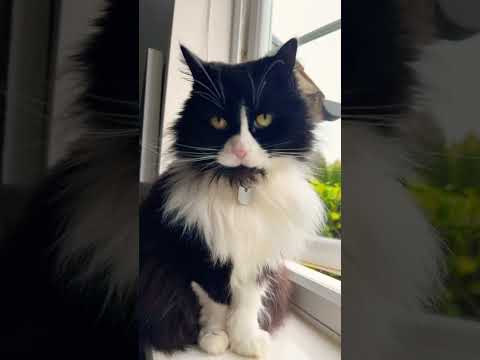 Poppy the cat