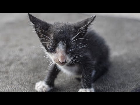 Abandoned Kitten Crying When Lost Your Mom At The Side Of The Road