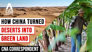 How China Reclaimed Inner Mongolia's Deserts: From Sand Dunes To Green Oases | CNA Correspondent