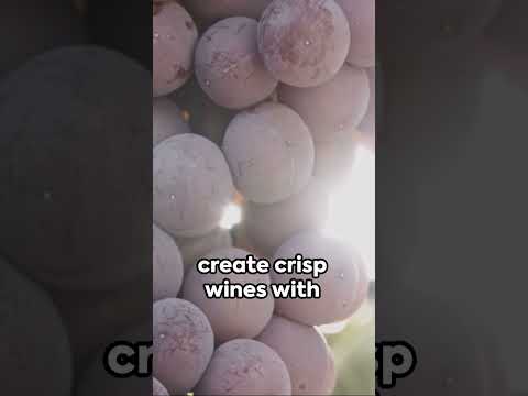 Sip of Spain : Top Spanish Wines to Try #spanishwine #spanish #spaintravel #spain