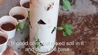How to plant multiple plants in a pipe {compact method}