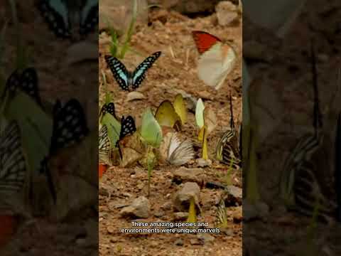 Extinct species and their ecosystems