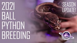 2021 BALL PYTHON Breeding Season Update