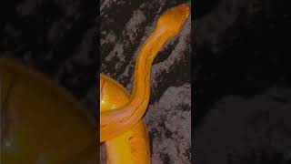🤍✨#piedballpython (reposted & edited vid)#snake #viral #shorts #foryou #reptiles #animals #fypシ