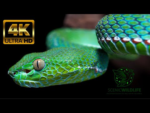 Snakes: Close-Up Videos That Will Make Your Skin crawl