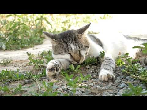 funny cat cute video #cartoon