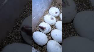 Quistis' clutch hatching #egghatching #ballpython #royalpython #snake #reptiles