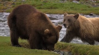 Asia's Wildlife | The Far East