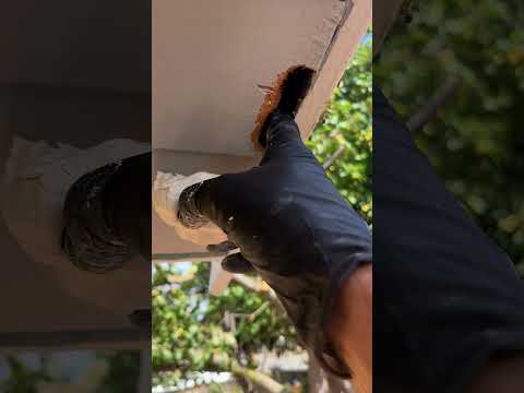 Woodepox dry rot repair