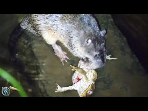 🐀 RAKALI | GOLDEN-BELLIED WATER RAT ─ A Bloodthirsty Massive Water Rat 🐀