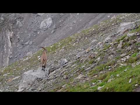 Steinbock am Biberkopf 2599 m