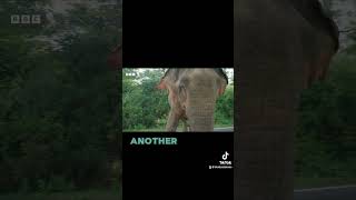 Asia (the alternate trailer) #asia #wildlife #davidattenborough #nature #tv #naturalworld