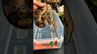 Shipping snakes! #snakebreeding #molinarosnakelab #diy #royalpython #ballpython #shorts #python #pet