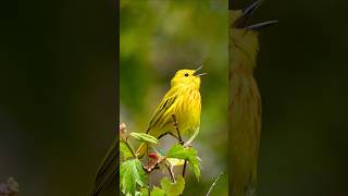 Relaxing Bird Sounds for Sleep - Calming Birds Chirping and Singing Without Music