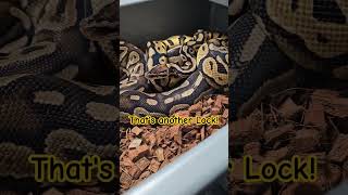 Ball Pythons Breeding #shorts