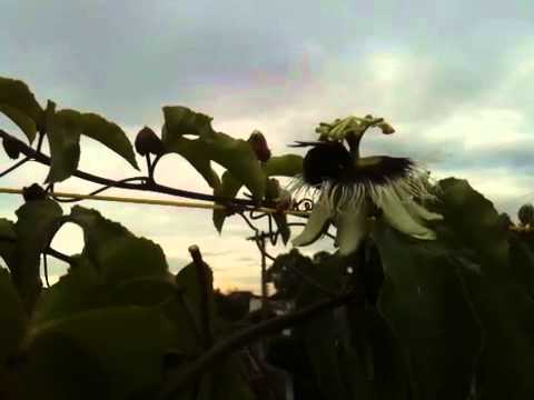 Polinização maracujá - mamangava