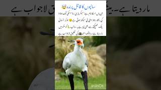 This Secretary Bird🦅hunts Snakes with its kick #secretarybird #naturefacts #wildlife #nature #shorts