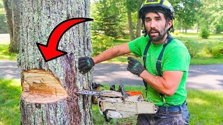 Cutting Down A Rotten Tree? JUST DO THIS!