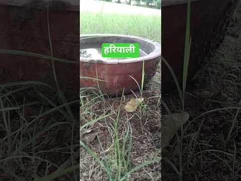 hareeyali#tune o Ragngeele #s #hindisong vidiotarending #viralvideo# trending reels #bollywoodmusic