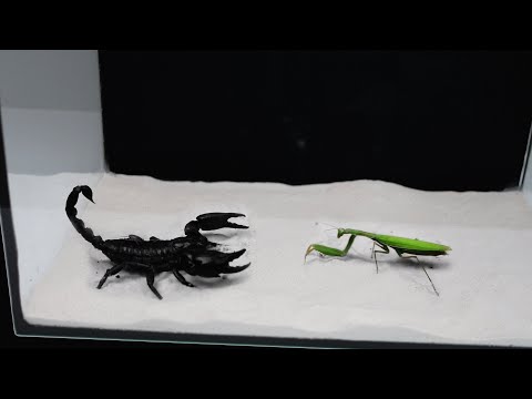 WARNING | Scorpion and Mantis【LIVE FEEDING】