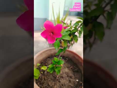 Hibiscus🌺🌺🌺🌺🌺🌺🌺🌺🌺🌺🌺🌺🌺 #hibiscus #flowers #chadbagan #trending #viralvideo #youtubeshorts