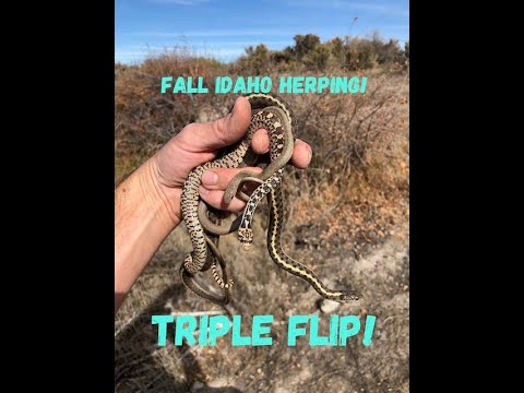 Fall Idaho Herping!  Triple Flip 3 Species!  Snakes with Full Bellies!