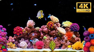 🧘‍♂️ 4K Aquarium Ambience No Music | Stunning Underwater Calm for Hours
