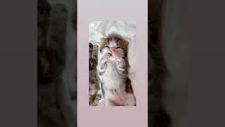 newborn kitty   😍😍😍   . #Shorts | Cute Stuff