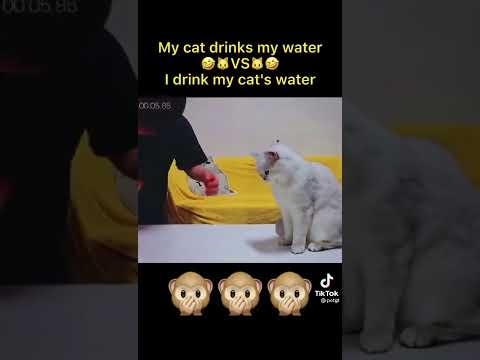 don't mess with the cat.
