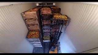 Ultra Low Oxygen cold apple storage