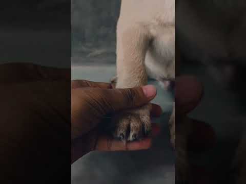 My funny pug dog 😂#dog #pug #funnydogs #cute