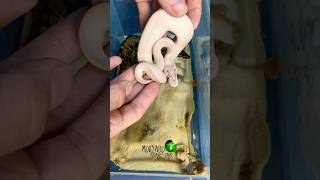 Our baby ball pythons shed! #molinarosnakelab #viralvideos #ballpython #royalpython #python #shorts