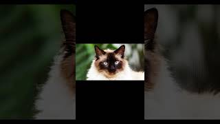 #attitude_status #cat #new_attitude_status #cute #catlover #new_web_series