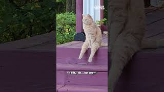 The FUNNIEST Cat Videos of 2024!