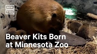 6 Baby Beavers Born at Minnesota Zoo 🦫🥺