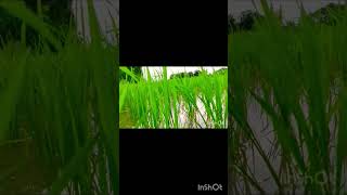 ये क्या हो गया मेरी फसल का।😥😥😥 #myfirstvlog #firstvlog #myfirstvideo #firstvlogs #mynewvlig #vlogs