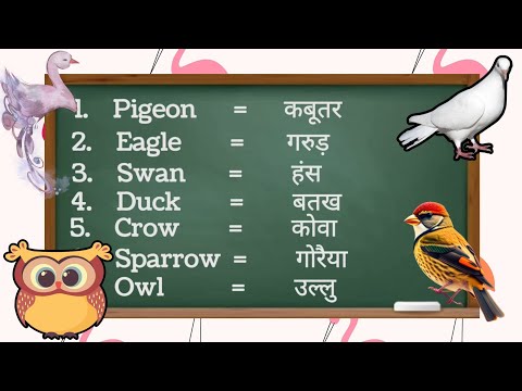 The Great Bird Adventure: Learn Their Names | birds name in hindi and English | birds video |