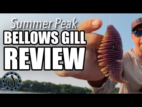 Free Rig Magic: Bellows Gill Catches MONSTERS | Largemouth Bass Fishing