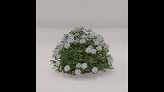 Blooming Hydrangea Animation – Procedural 3D Plant - Geometry nodes #flowers #blender #geometrynode