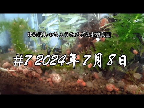 ♯7 2024年7月8日のメダカ水槽の様子