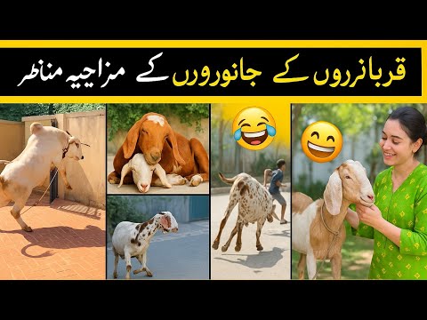Most Funny Moments On Qurbani Animals🤣 QURBANI ke Janwar Funny Video part:° 5 Eid Qurbani